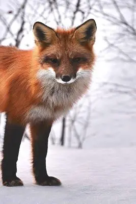 Róka: A vörös róka leleményessége miatt legendás hírnevet szerzett az intelligenciájáról és ravaszságáról. - Fox: The Red Fox's Resourcefulness Has Earned It a Legendary Reputation for Intelligence and Cunning.