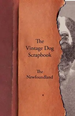 A Vintage Dog Scrapbook - Az újfundlandi kutya - The Vintage Dog Scrapbook - The Newfoundland