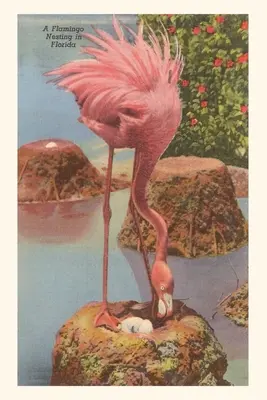 Vintage Journal Flamingo fészkelés Florida - Vintage Journal Flamingo Nesting in Florida