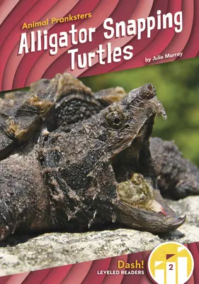 Alligátor csattogó teknősök - Alligator Snapping Turtles