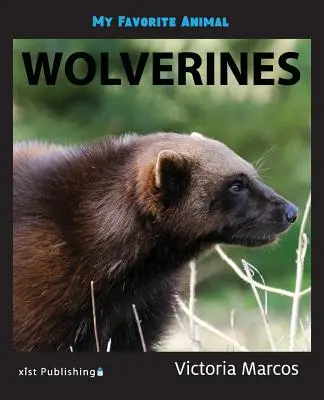 Kedvenc állatom: Bálnabálnák Rozsomák - My Favorite Animal: Wolverines