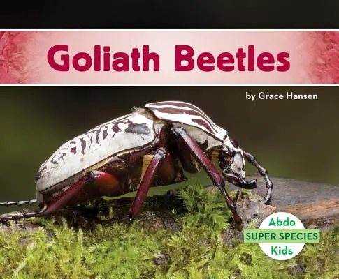 Góliát bogarak - Goliath Beetles