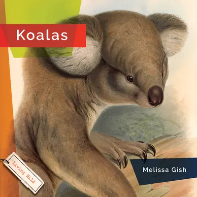 Koalák - Koalas