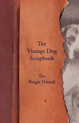 A Vintage Dog Scrapbook - A Beagle Hound - The Vintage Dog Scrapbook - The Beagle Hound