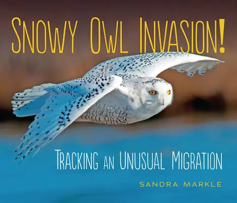 Hóbagoly invázió!: Egy szokatlan vándorlás nyomában - Snowy Owl Invasion!: Tracking an Unusual Migration