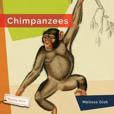 Csimpánzok - Chimpanzees