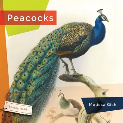 Pávák - Peacocks