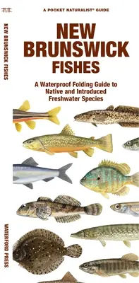 New Brunswick Fishes: A Waterproof Folding Guide to Native and Introduced Freshwater Species (Vízálló összecsukható útmutató az őshonos és betelepített édesvízi fajokhoz) - New Brunswick Fishes: A Waterproof Folding Guide to Native and Introduced Freshwater Species