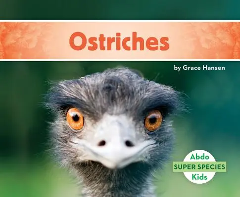 Struccok - Ostriches