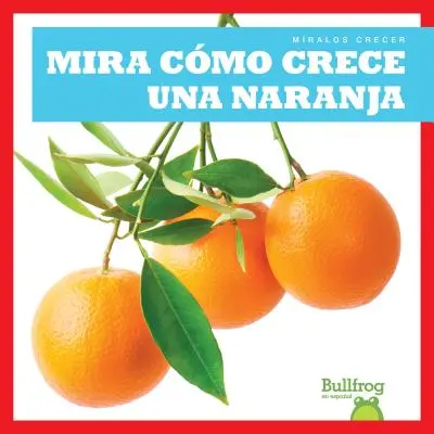 Mira Como Crece Una Naranja (Nézd, hogyan nő egy narancs) - Mira Como Crece Una Naranja (Watch an Orange Grow)