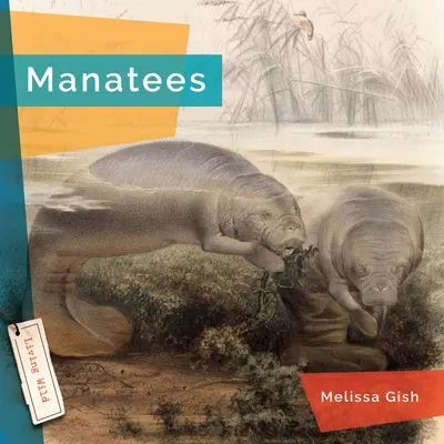 Lamantinok - Manatees