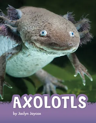 Axolotlok - Axolotls