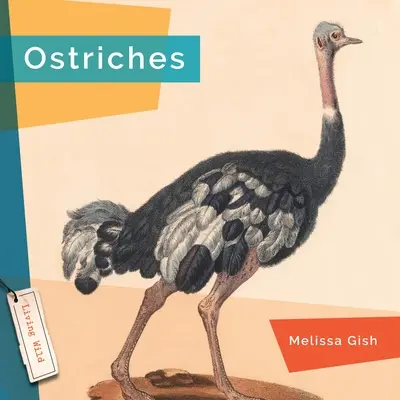 Struccok - Ostriches