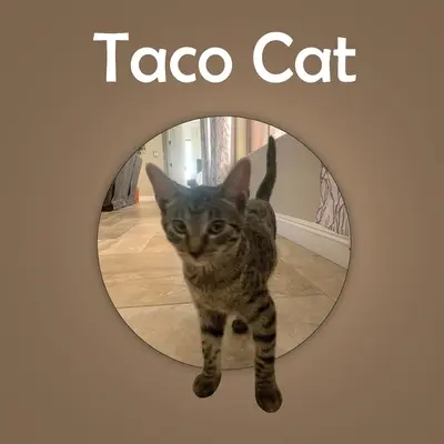 Taco Cat