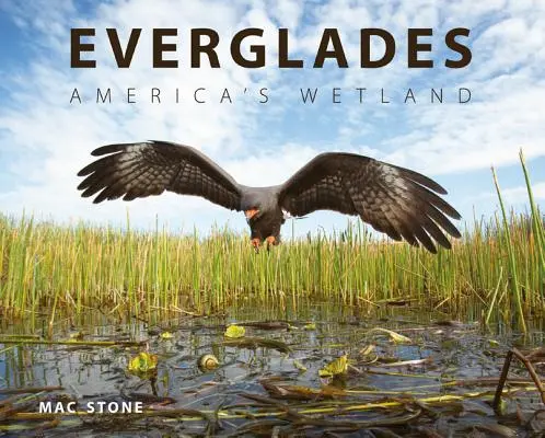 Everglades: Amerika vizes élőhelye - Everglades: America's Wetland