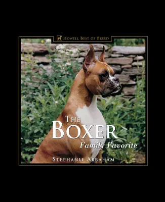 A boxer: A család kedvence - The Boxer: Family Favorite