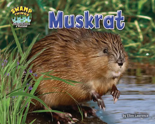 Muskátli - Muskrat