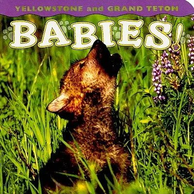 Yellowstone és Grand Teton babák! - Yellowstone and Grand Teton Babies!