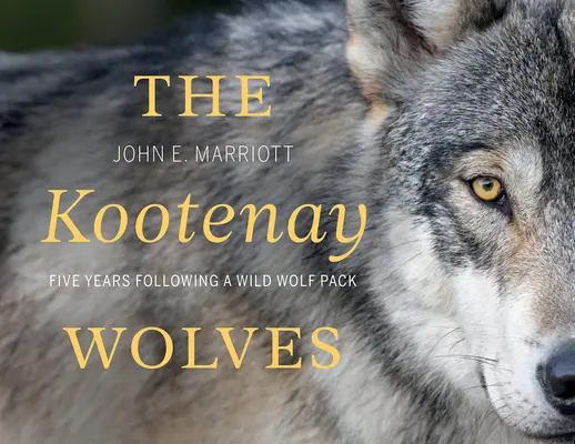 A Kootenay Farkasok: Öt év egy vad farkasfalka nyomában - The Kootenay Wolves: Five Years Following a Wild Wolf Pack