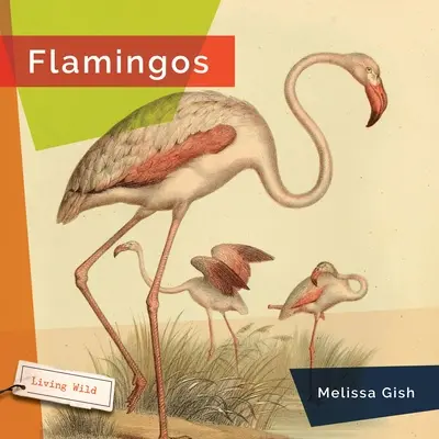 Flamingók - Flamingos