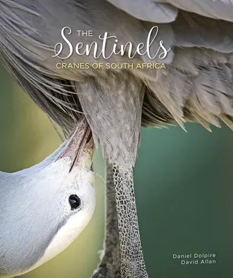 Az őrszemek: Dél-Afrika darui - The Sentinels: Cranes of South Africa