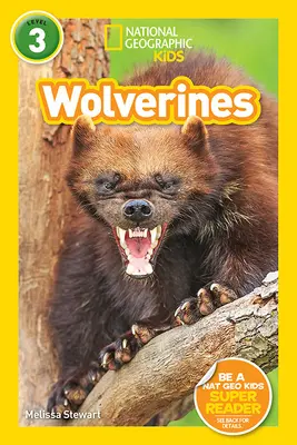 National Geographic Readers: Wolverines