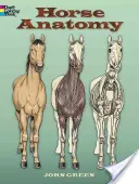 Ló anatómia - Horse Anatomy